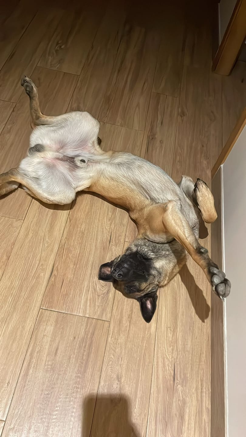 Customer photo review of Grain Free Adult Duck & Rabbit