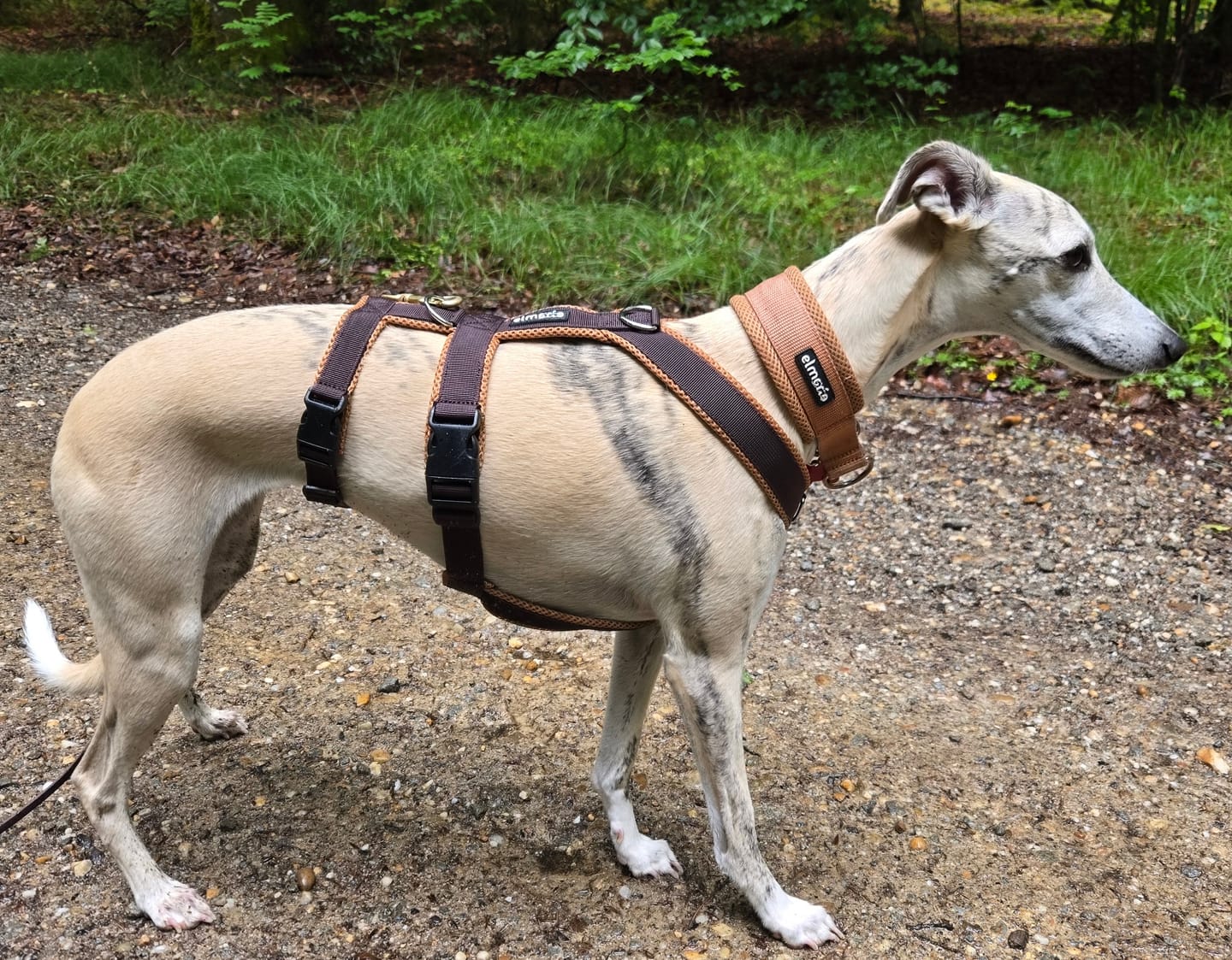 Customer photo review of Sicherheitsgeschirr FUN "Toffee"