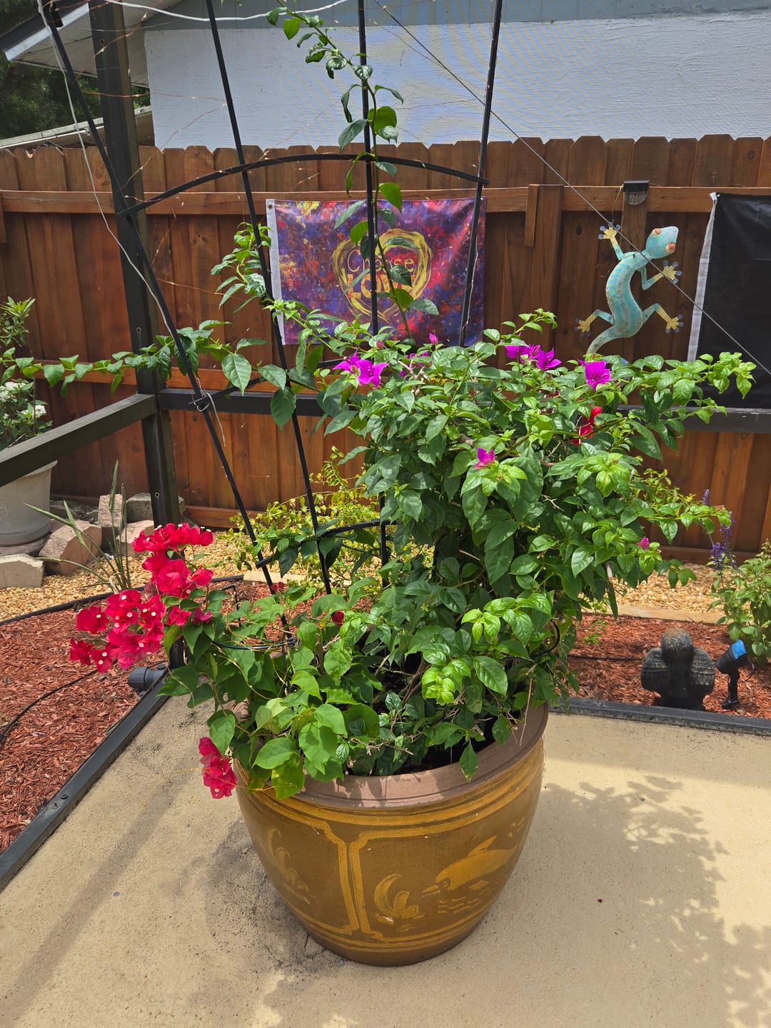 Customer photo review of Bloom Juice Award-Winning Formula