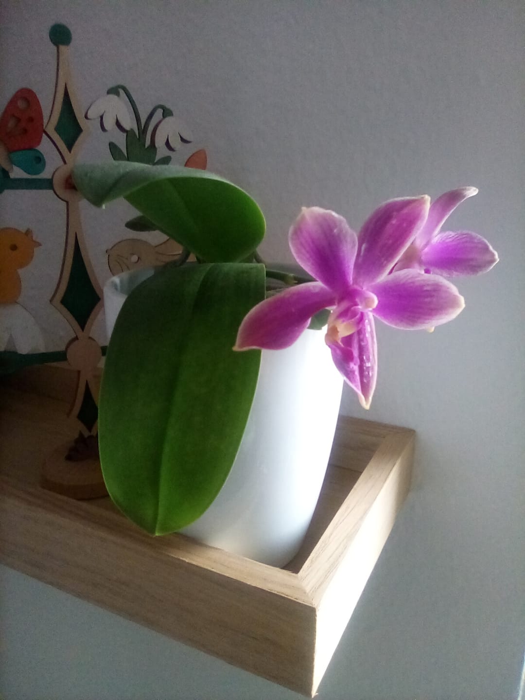 Customer photo review of Bonsai Duftorchidee botanic Love Potion mit lila Blüten und 1 Rispe