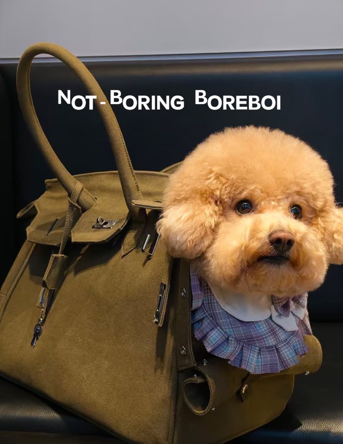 Customer photo review of The Barkin Pet Carrier