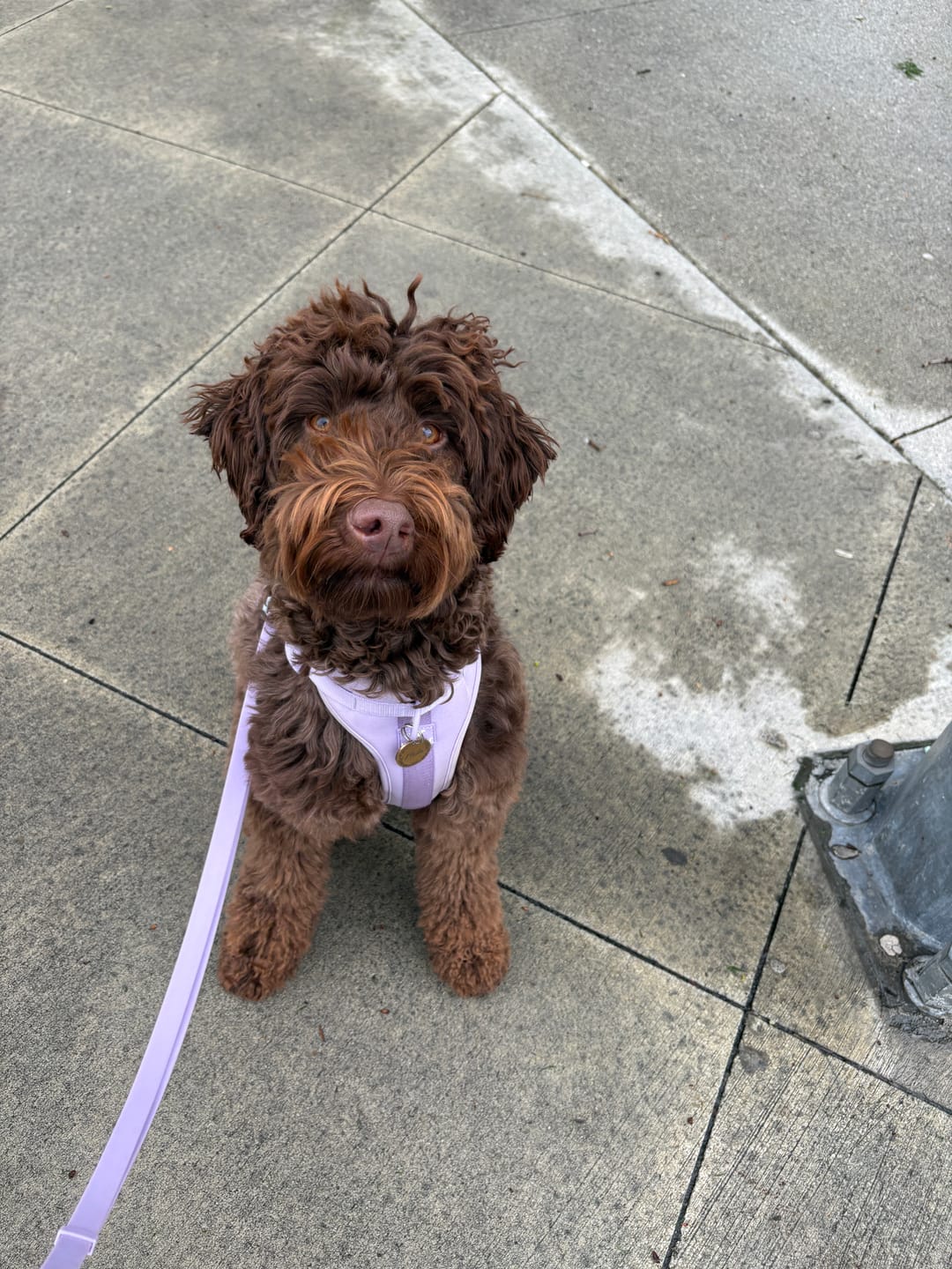 Customer photo review of Solace Adjustable Dog Harness