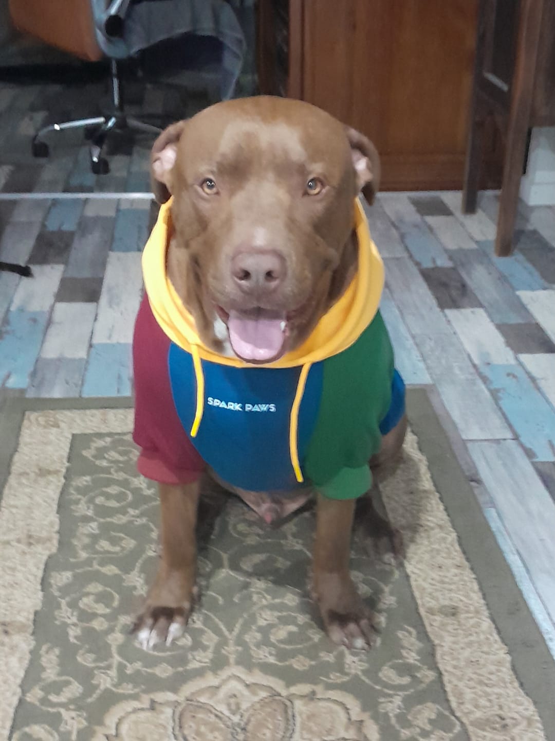 Customer photo review of Primary Color Block Dog Hoodie