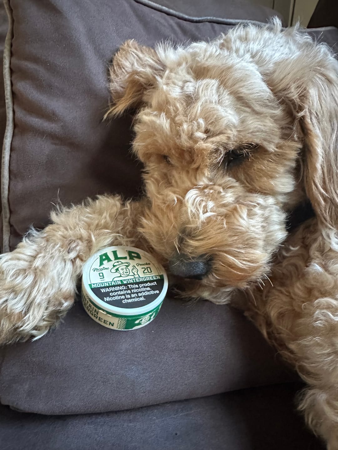 Customer photo review of Mountain Wintergreen Nicotine Pouches