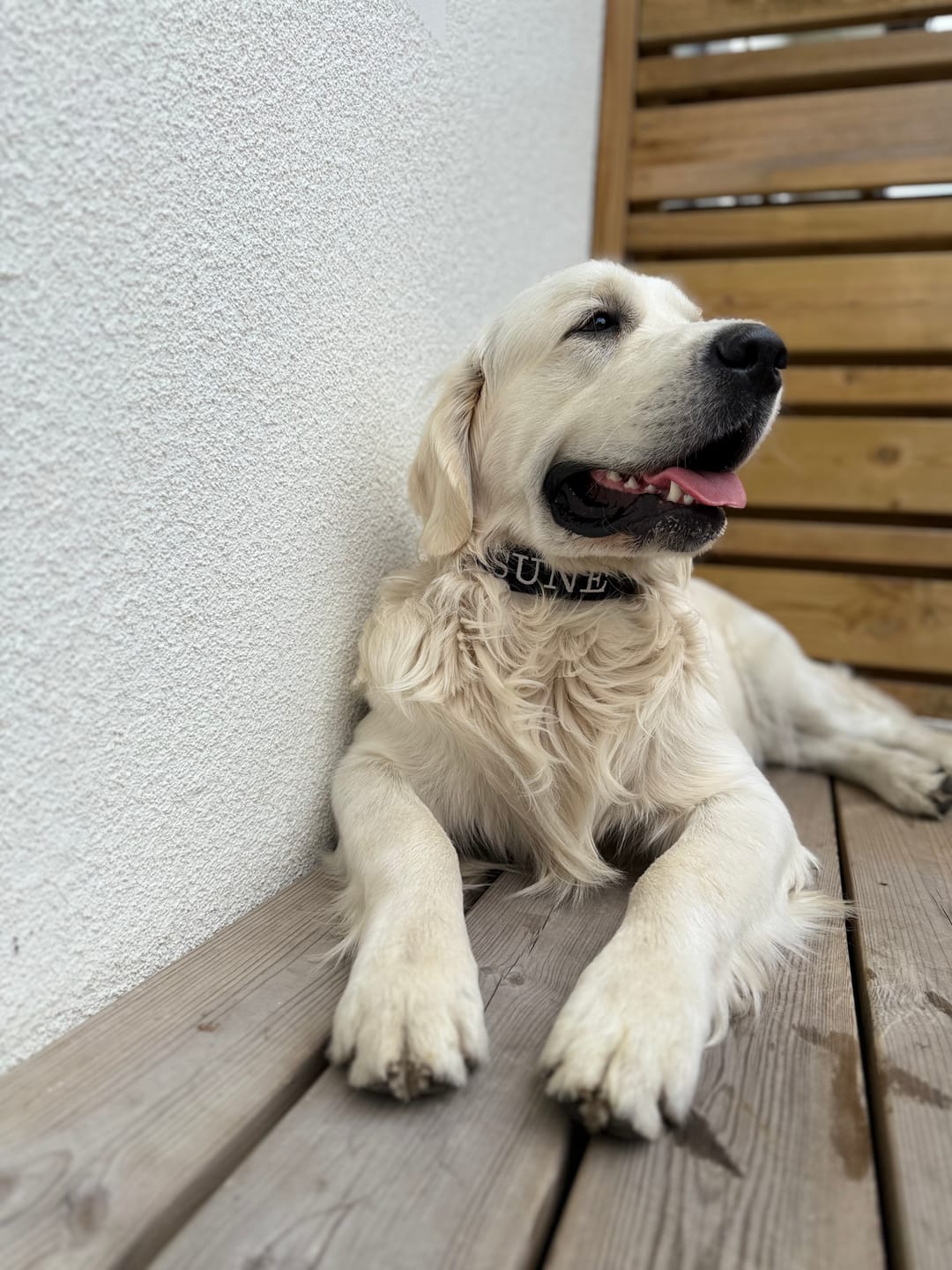 Customer photo review of Martingale halsband med namn