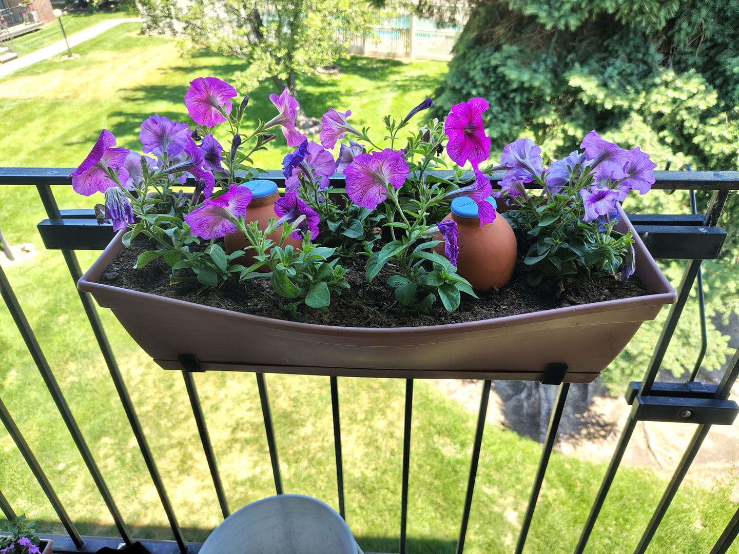 Customer photo review of Oya™ Watering Spike