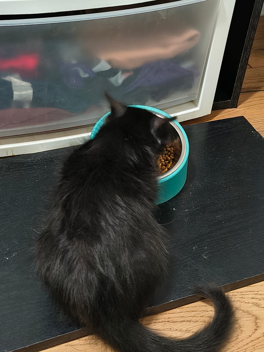 Customer photo review of N&D Prime Kitten Pollo & Granada