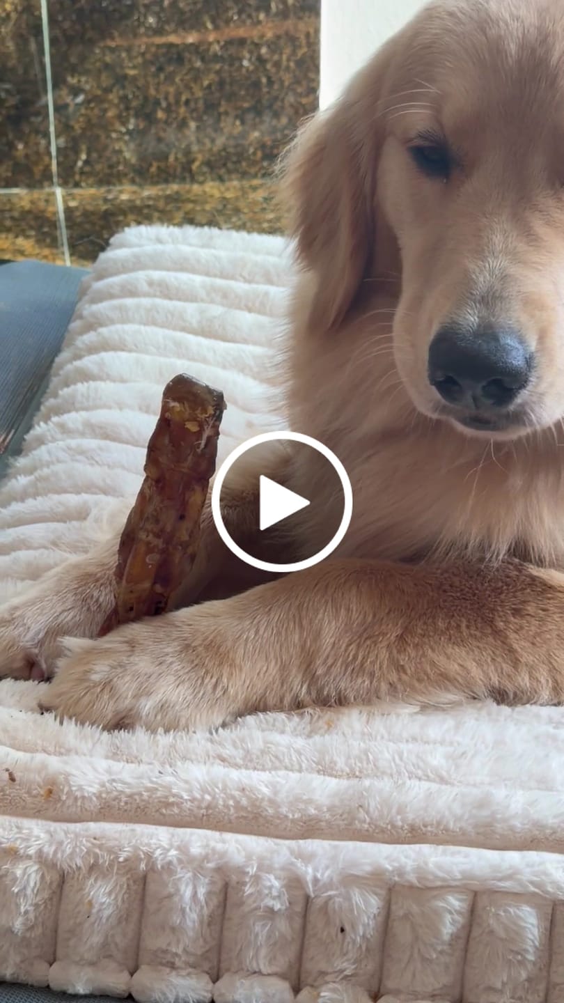 Customer video review of Ostrich Foot Bone (7" x 3.5"): The Flavorful & Long-Lasting Chew for Small to Medium Dogs