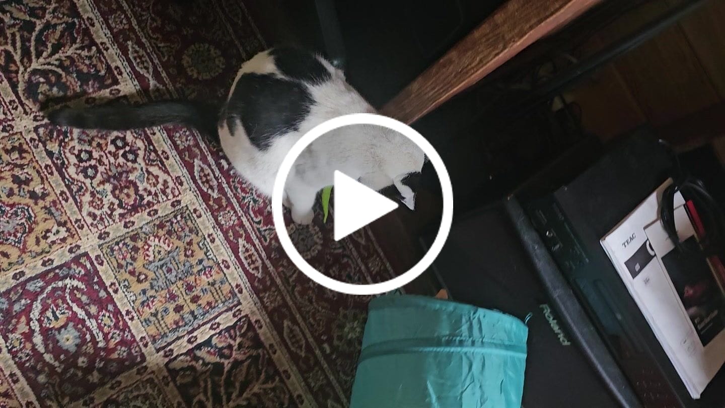 Customer video review of SPEEDY TAIL 2.0
