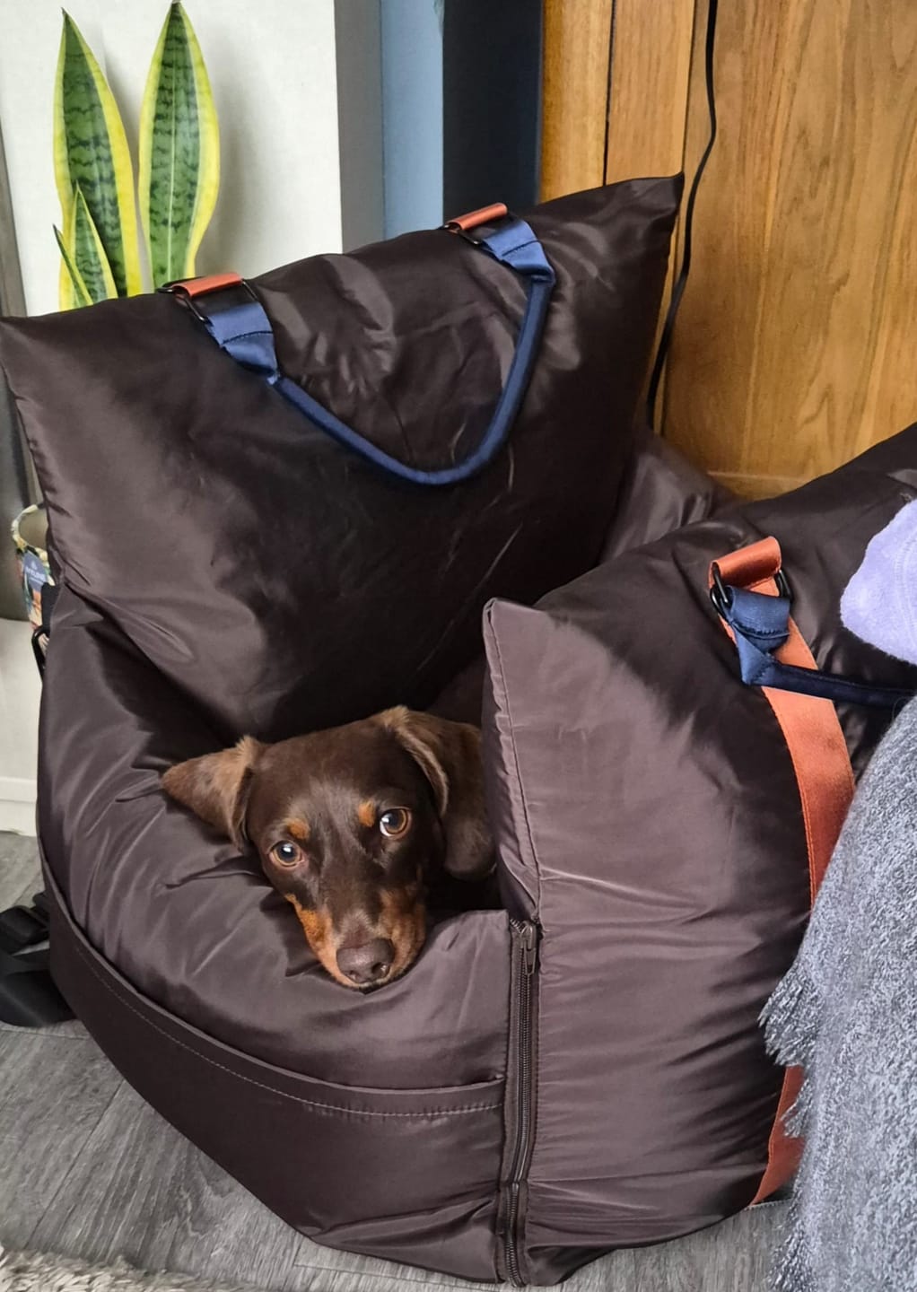 Customer photo review of Travel Dog Pod - Now With IsoFix