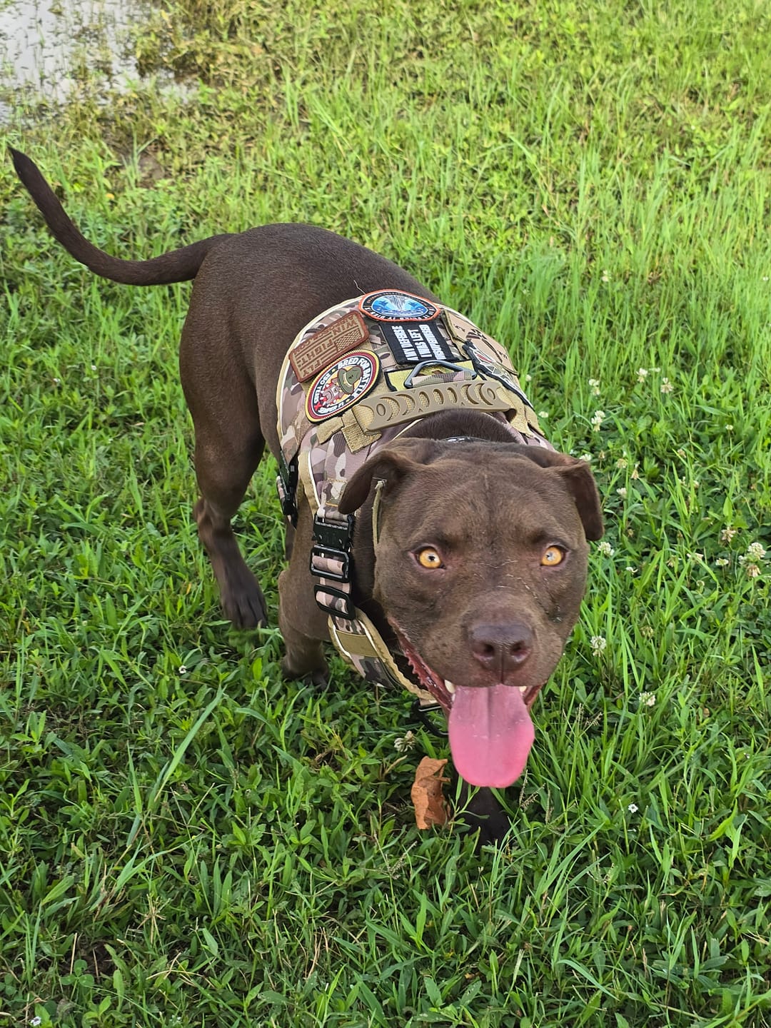 Customer photo review of NEW Upgraded Tactical No-Pull Team K9® Dog Harness with 4 Quick-Release Metal Buckles, Reinforced Front & Back V-Rings, Hook & Loop Panels, Adjustable Straps, Reflective Strips, & Top Handle