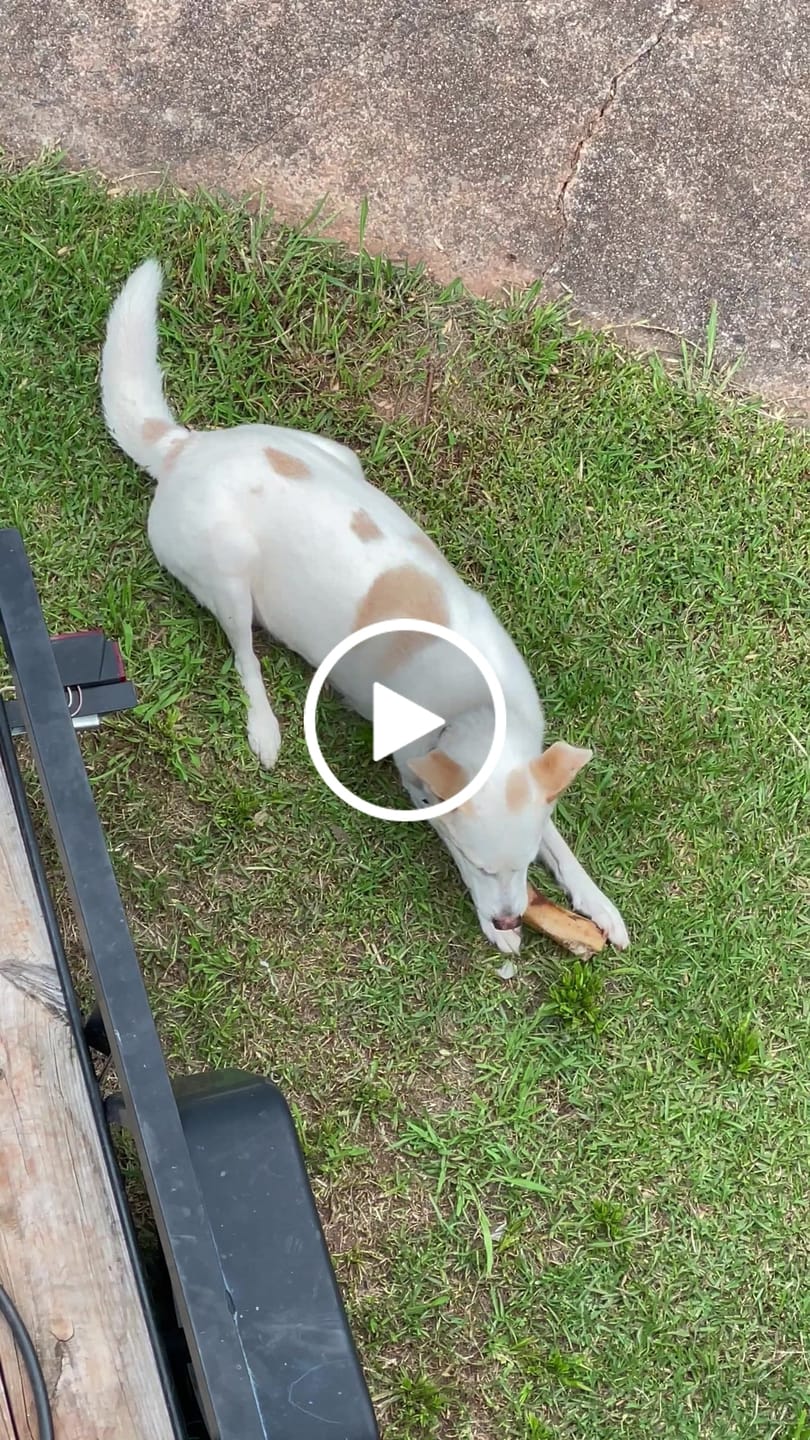 Customer video review of Large Dog Mega Spring Bundle (41+ lbs)