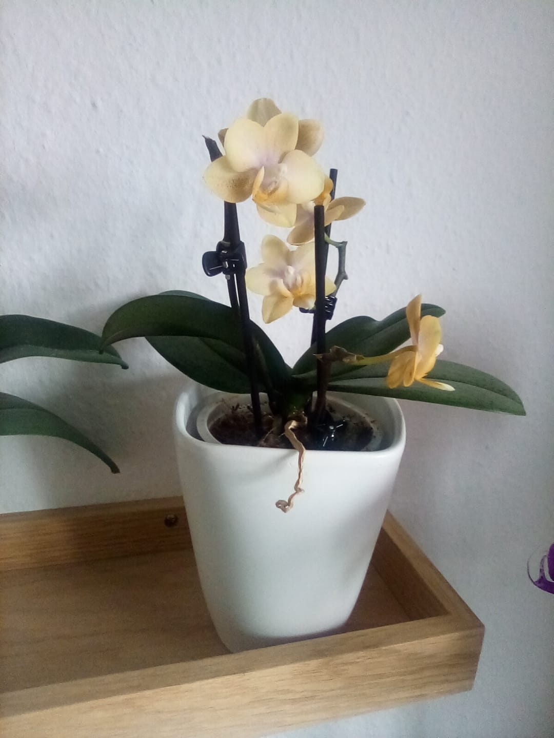 Customer photo review of Duftorchidee Table Dance Elemental mit gelben Blüten mit 2 Rispen
