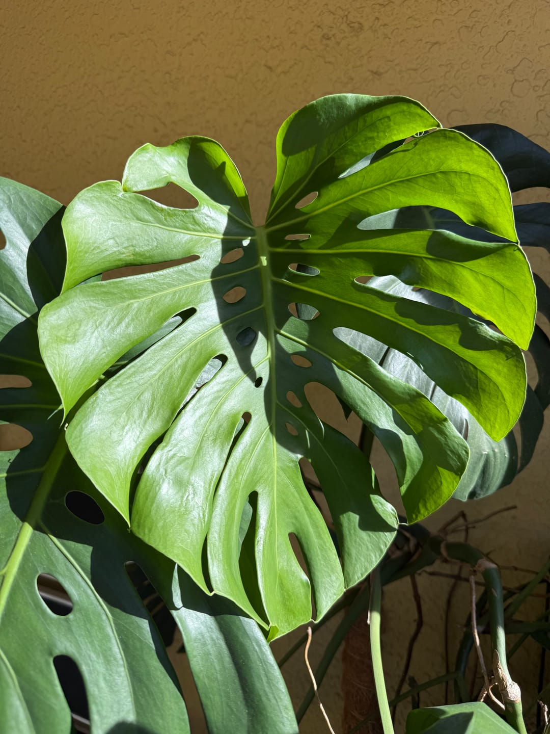 Customer photo review of Plant Food