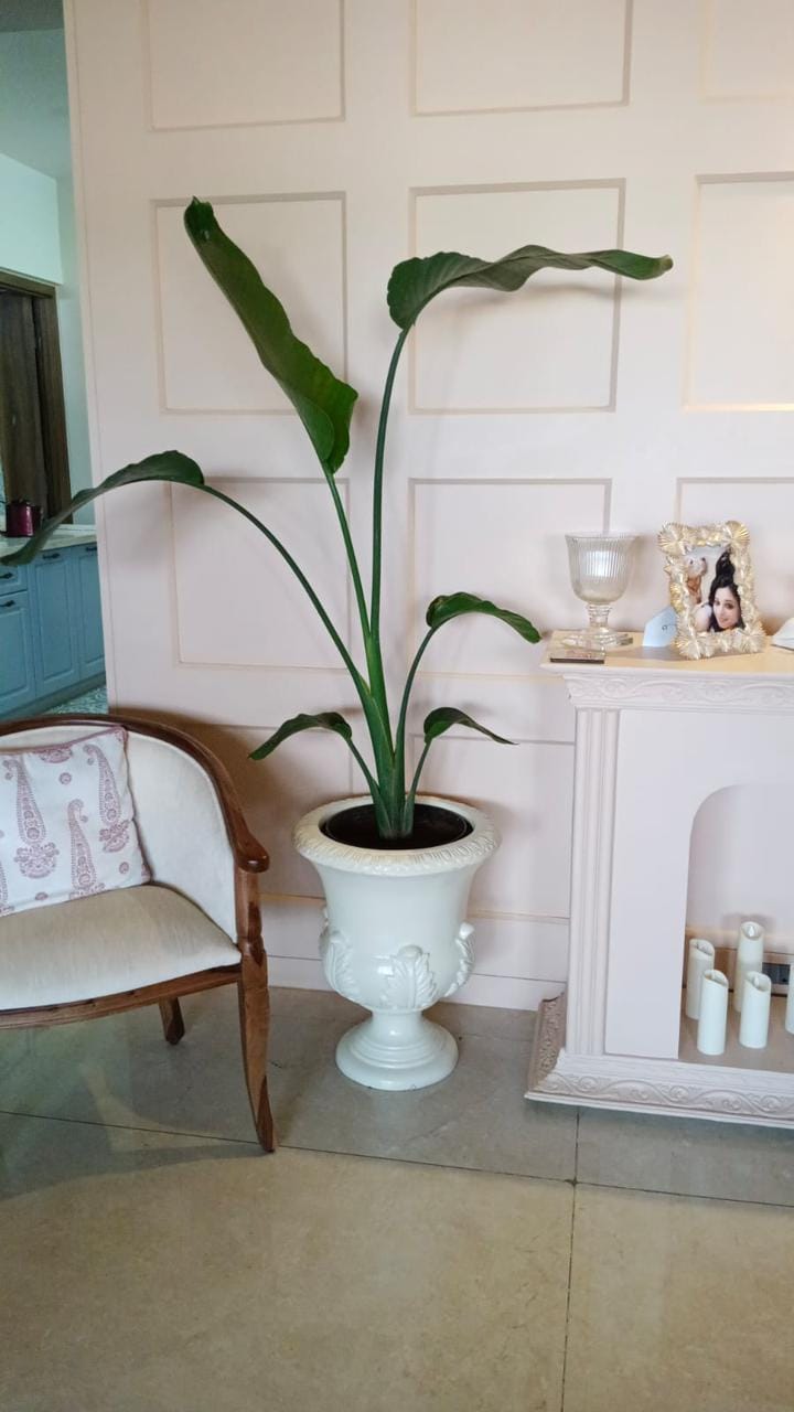 Customer photo review of Coventry Vintage