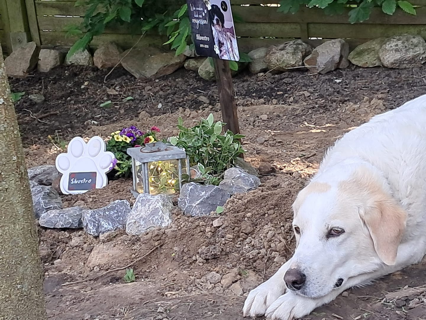 Customer photo review of Hunde Gedenktafel mit Foto & Spruch (UV- &  Wetterfest)