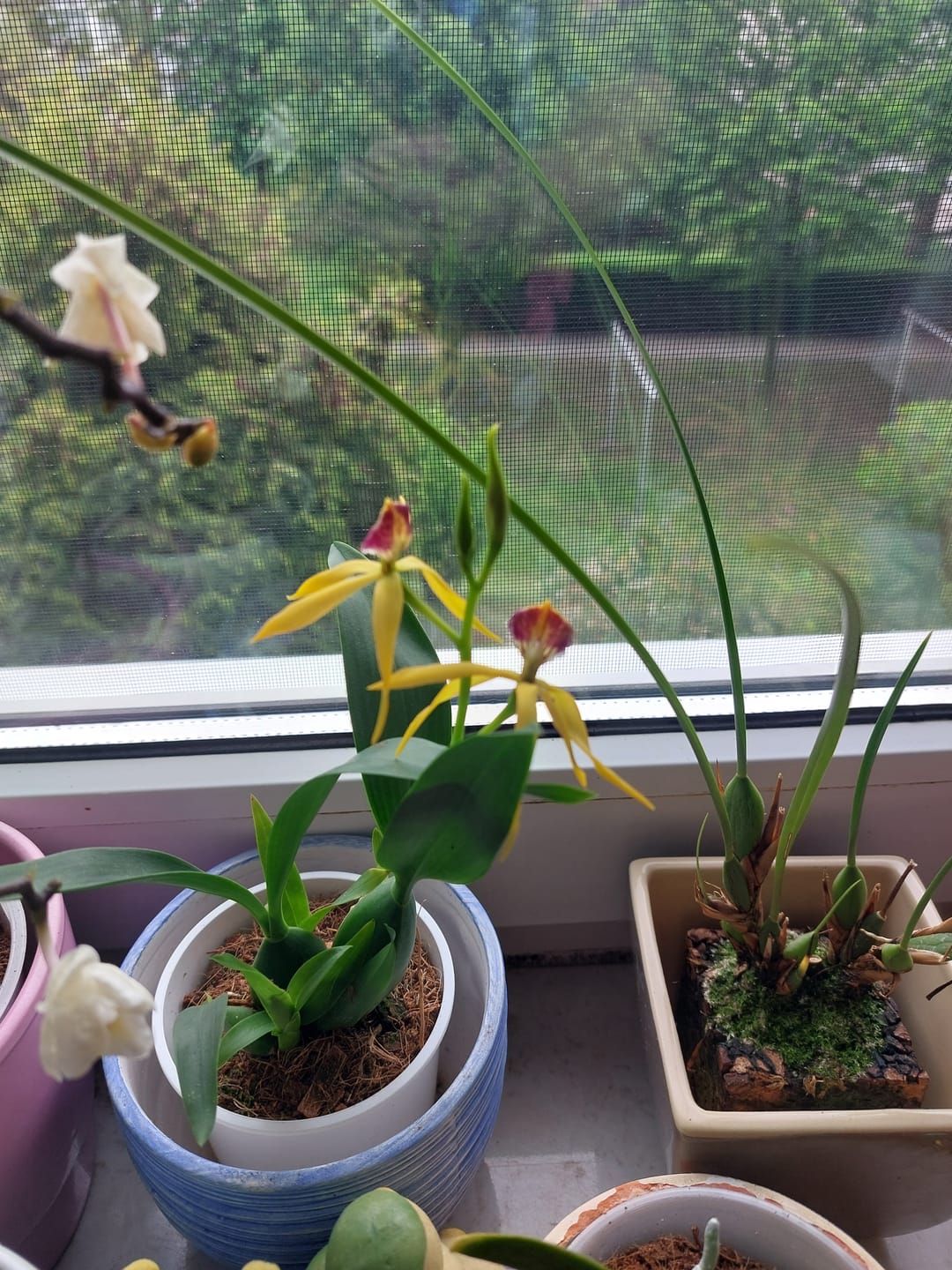 Customer photo review of Encyclia Jasper mit orange-gelben Blüten und 1+Rispen