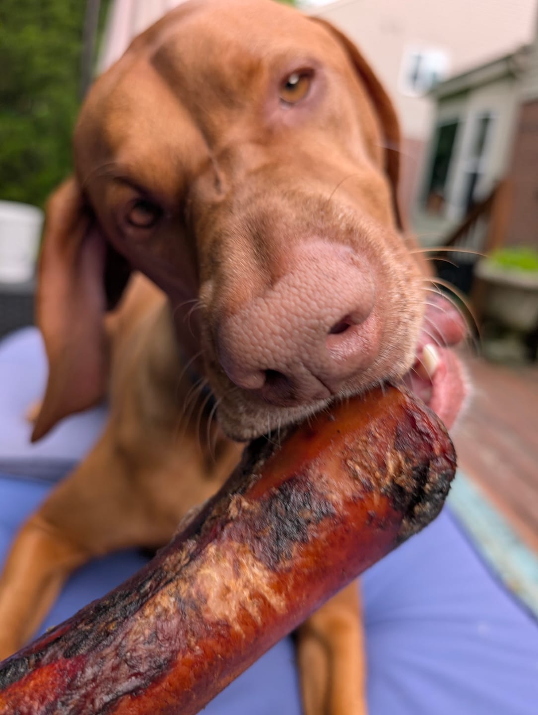 Customer photo review of Large Dog Spring Treat Bundle (41+ lbs)