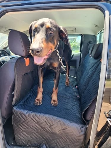 Customer photo review of Paw Protect - Hard Bottom Car Seat Cover🐾