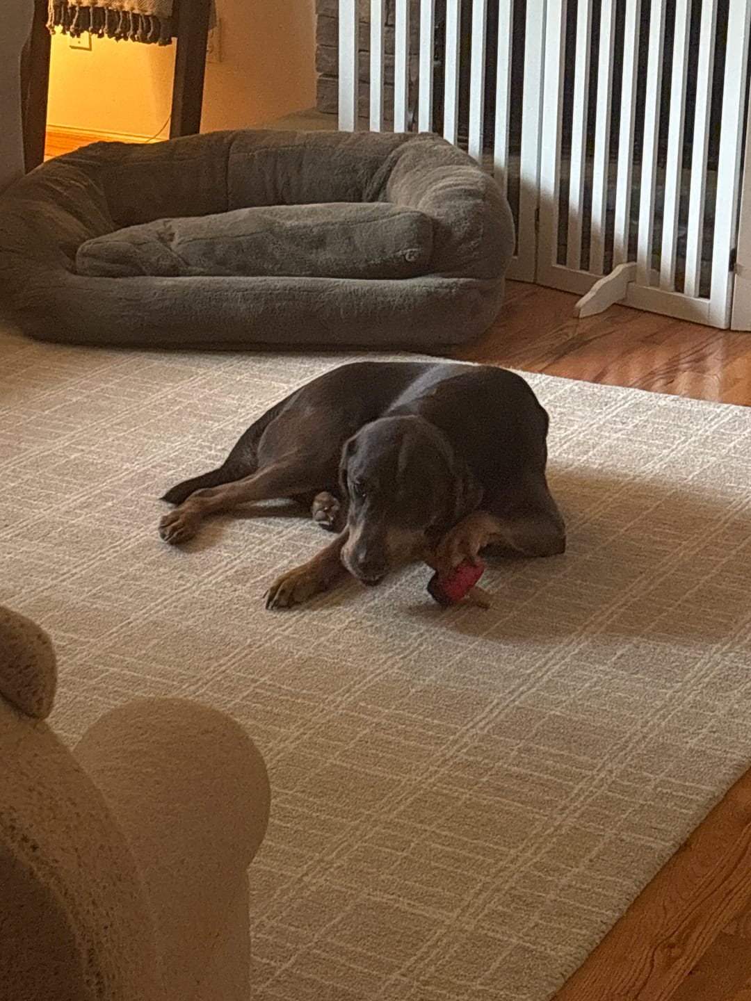 Customer photo review of 12 Inch Standard Bully Stick