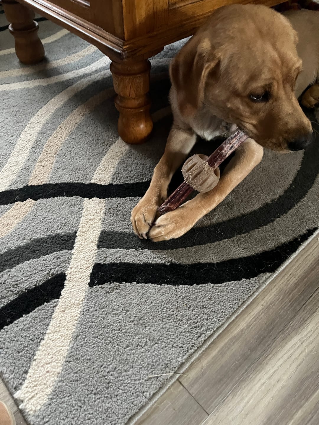 Customer photo review of 10-12 Inch Champion Chew