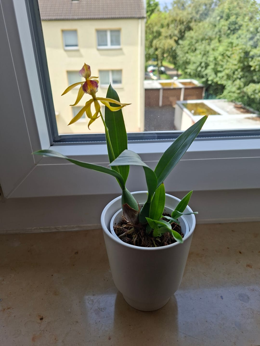 Customer photo review of Encyclia Jasper mit orange-gelben Blüten und 1+Rispen