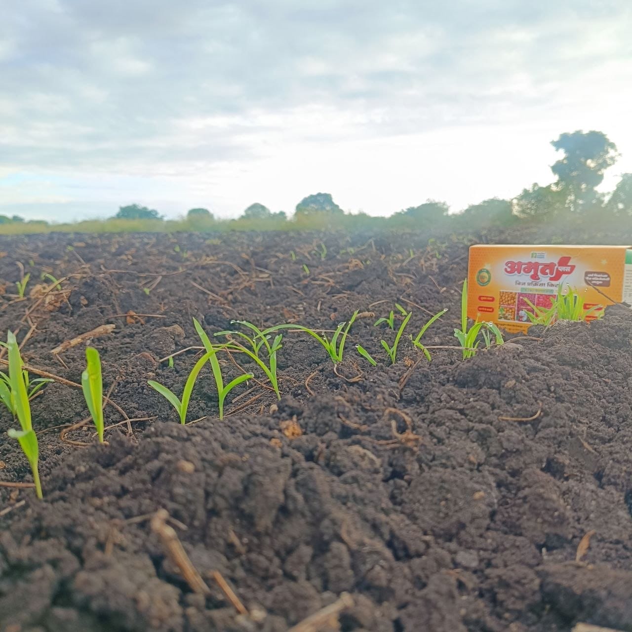 Customer photo review of Amrut Plus Seed Treatment Kit