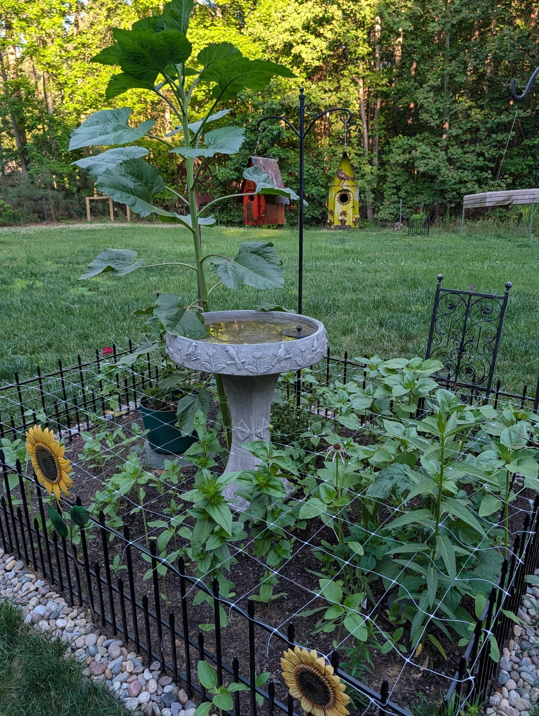 Customer photo review of Plant Support Netting*