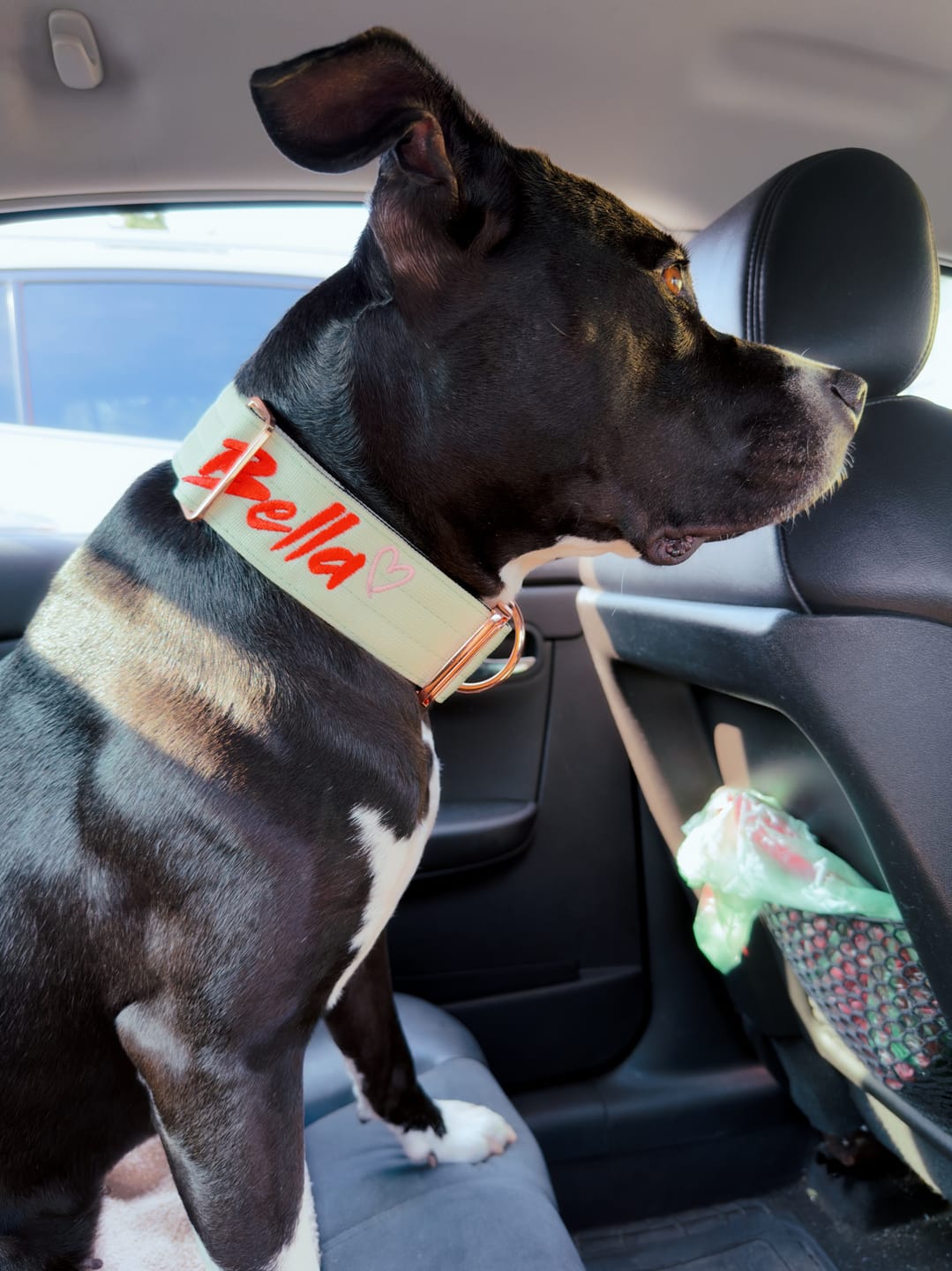 Customer photo review of 2" Tacti Luxe Dog Collar - Rose Gold - Honeydew