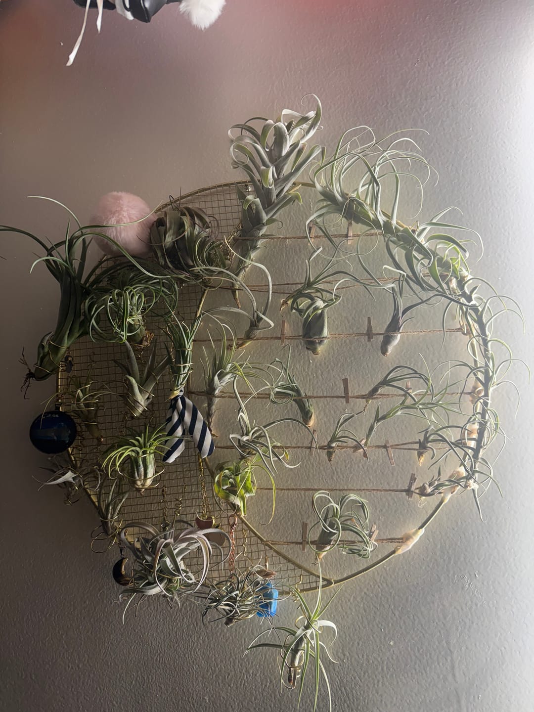 Customer photo review of Air Plant Mystery Box  Curated Tillandsia Collection  5 Tiers Available