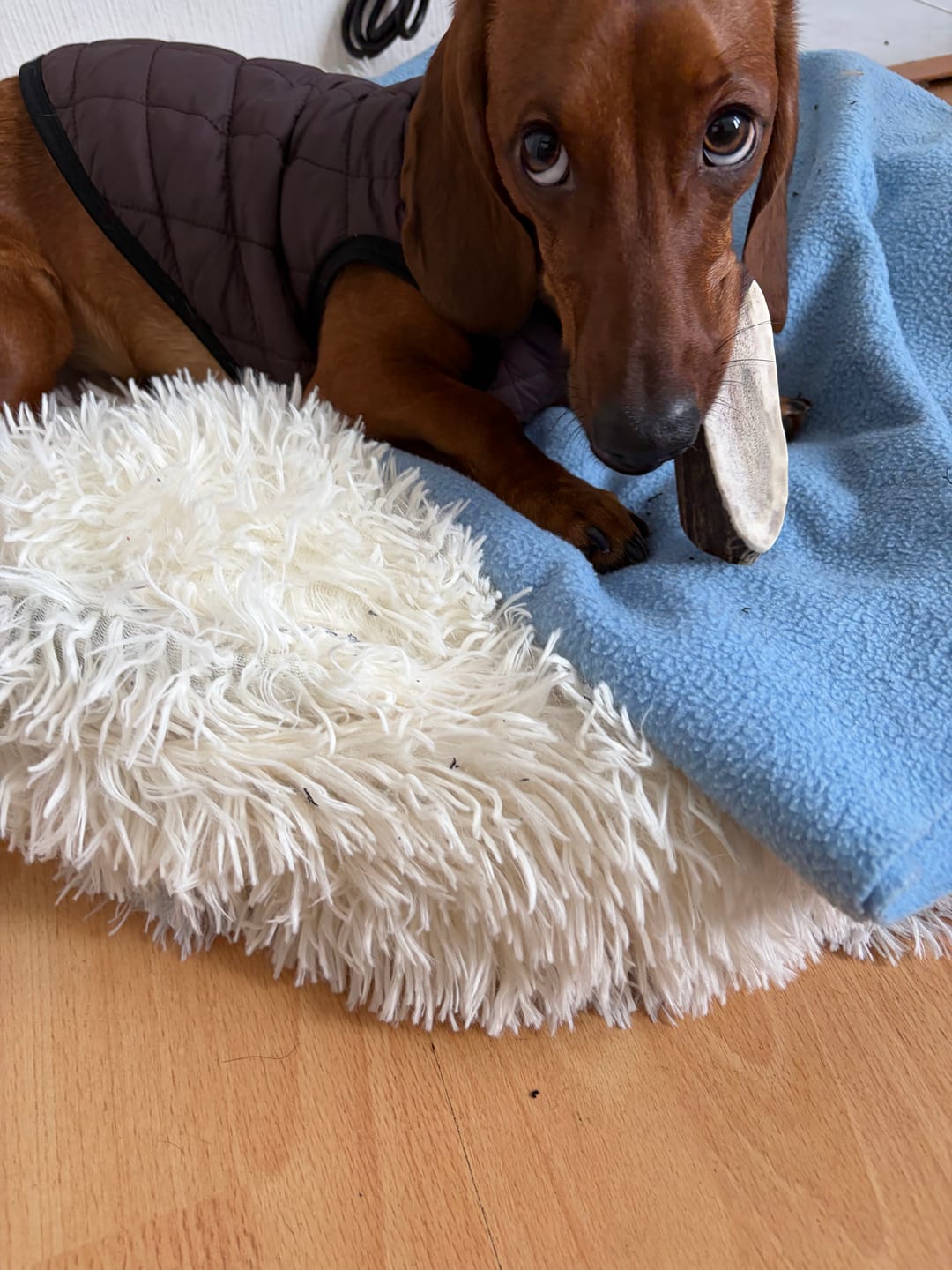 Customer photo review of Asta de ciervo para perros - Principiante