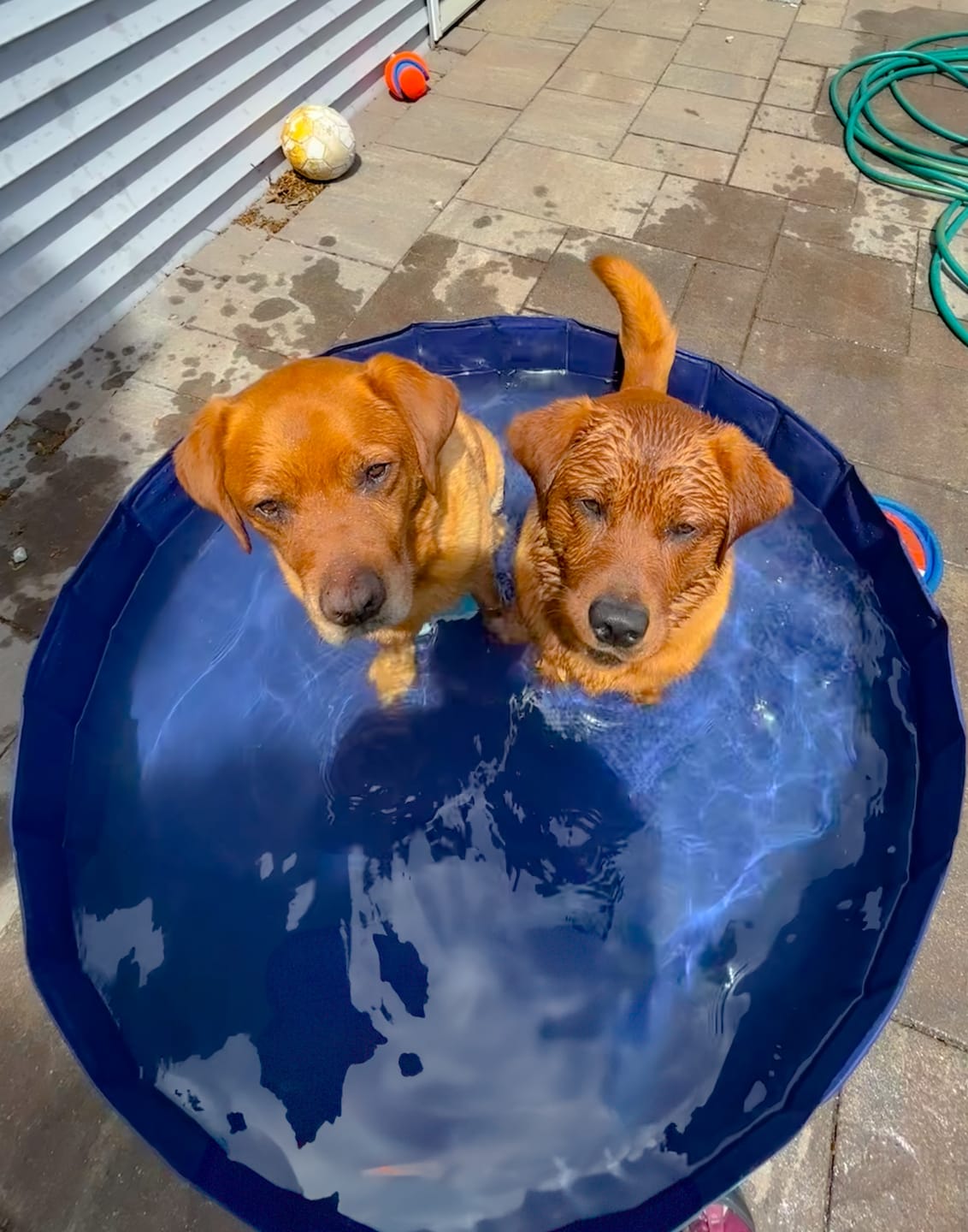 Customer photo review of NEW Pop-Up Foldable Outdoor Dog Bath & Swimming Pool With Side Drain (Aqua Blue)