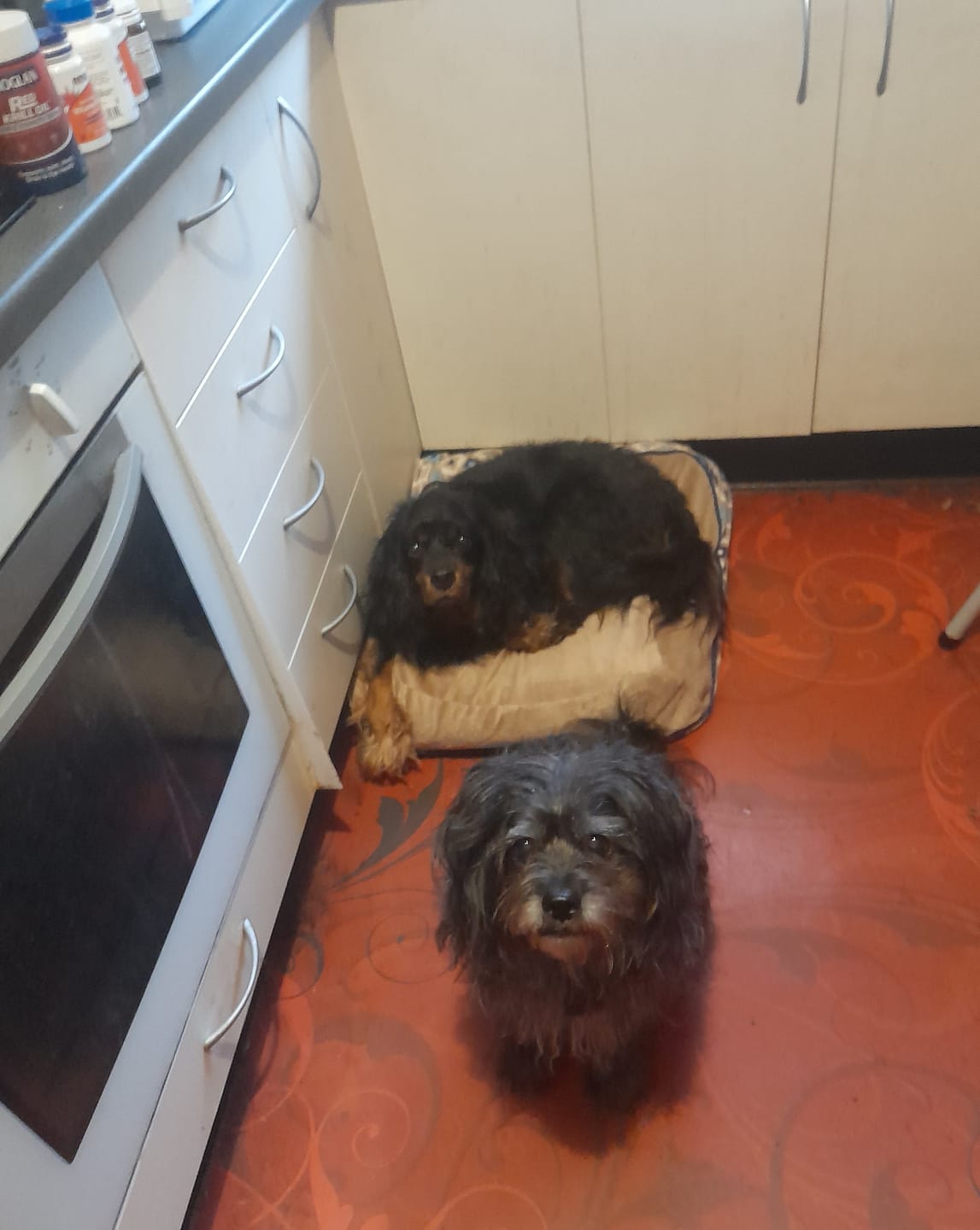 Customer photo review of Waterproof Dog Calming Sofa Bed – Orthopaedic, Washable