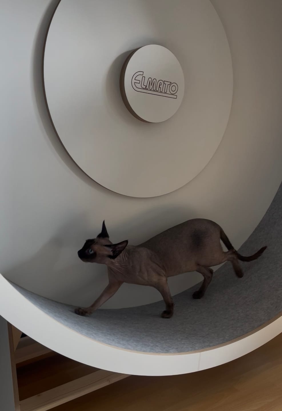 Customer photo review of Elmato Katzenlaufrad Rocky Standmodell