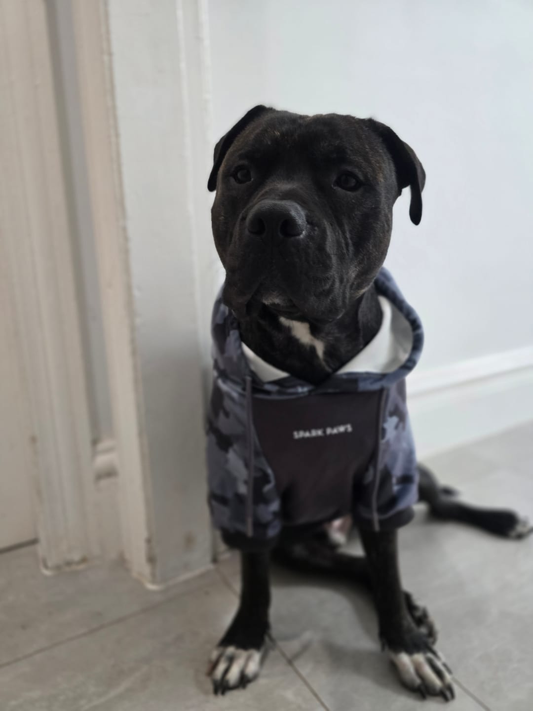 Customer photo review of Grey Camo Dog Hoodie