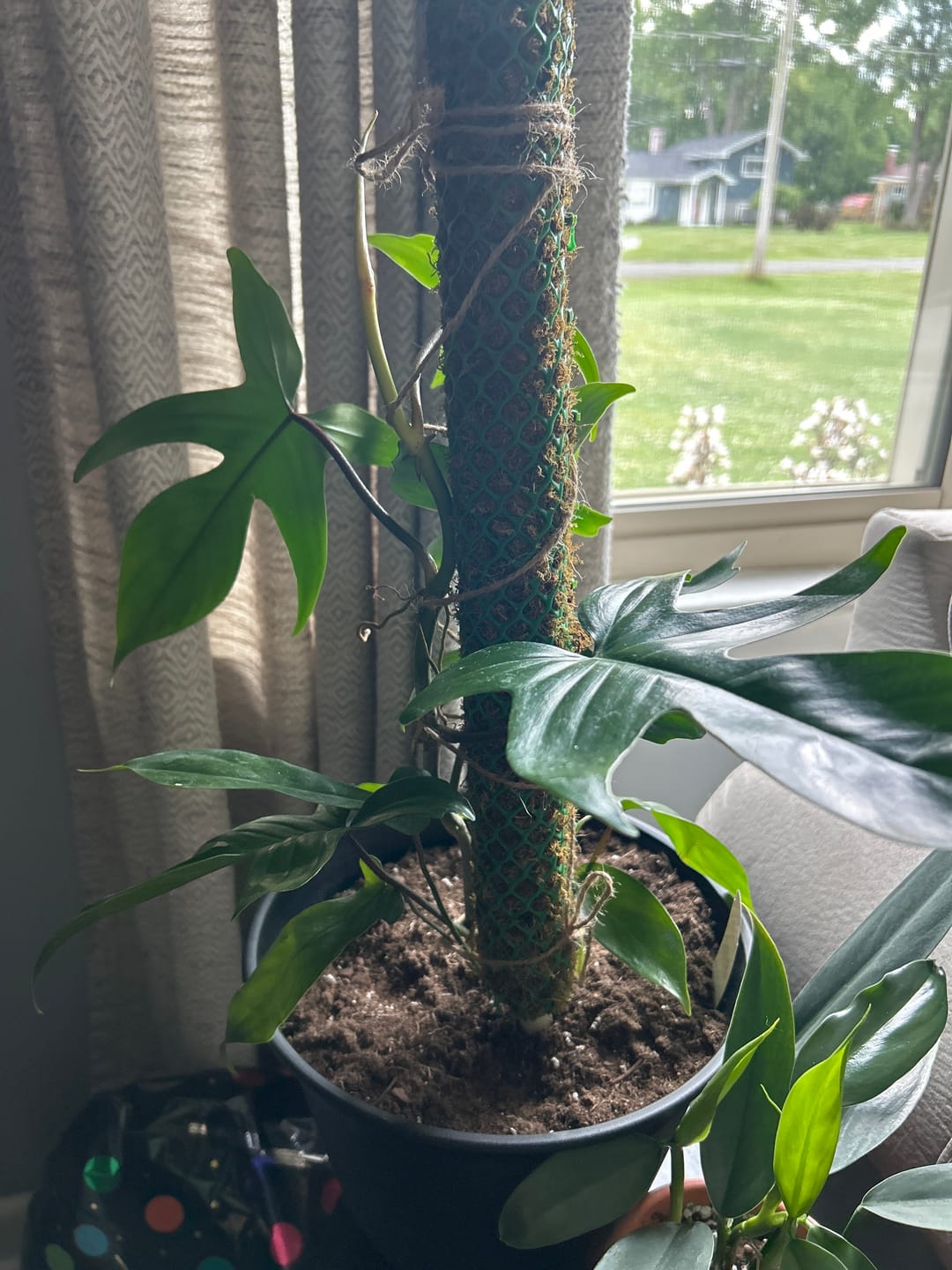 Customer photo review of Philodendron joepii
