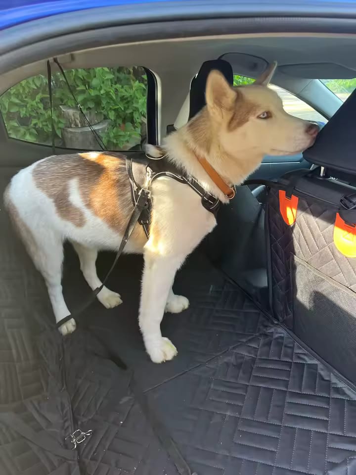Customer photo review of Paw Protect - Hard Bottom Car Seat Cover🐾