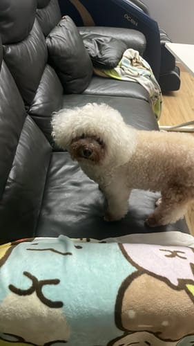 顧客對ProClean™狗狗天然潔牙護齒配方的照片評價