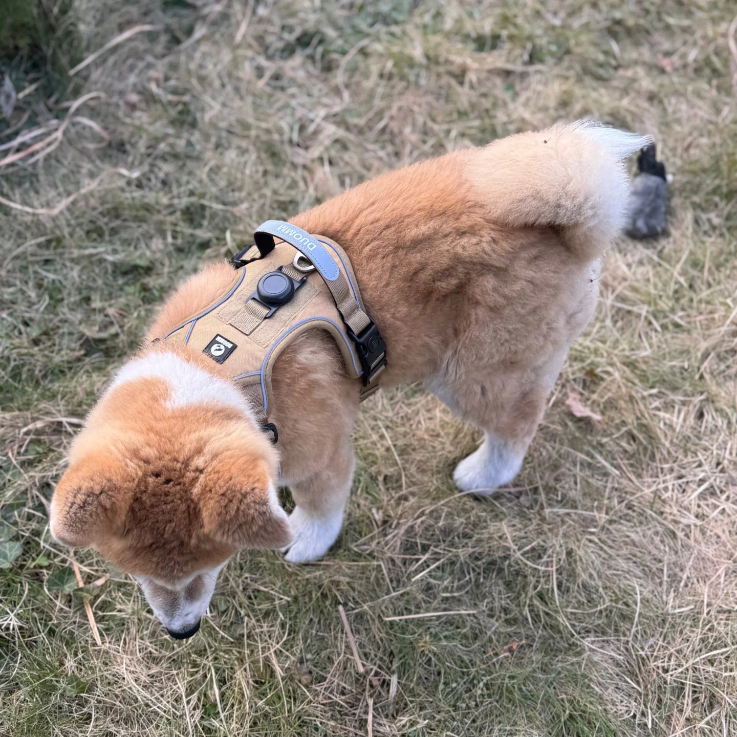 Harnais TitanGrip sur un chiot Akita — avis client vérifié