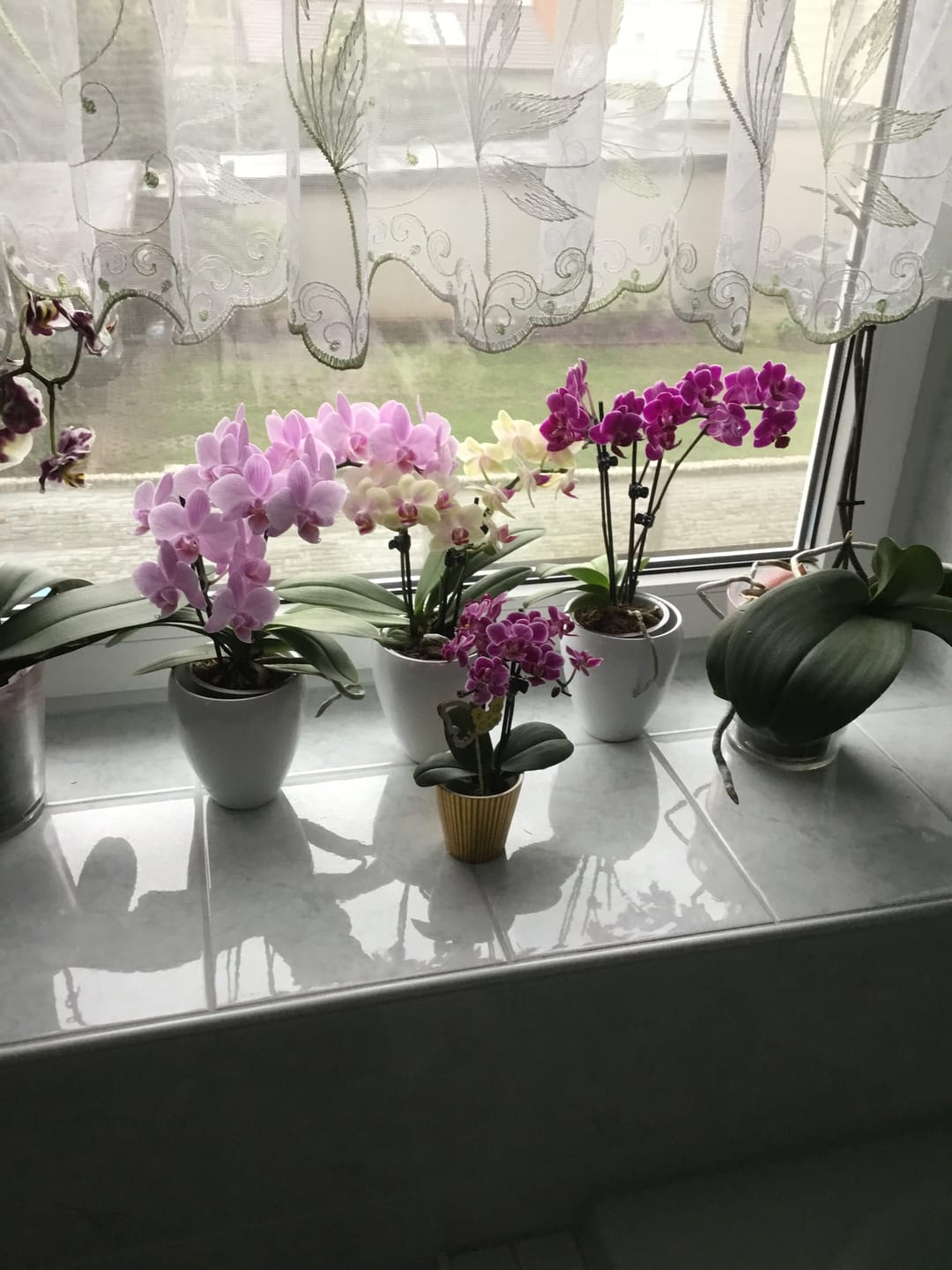 Customer photo review of Table Dance Farbmix im 3er Set mit 3 Rispen