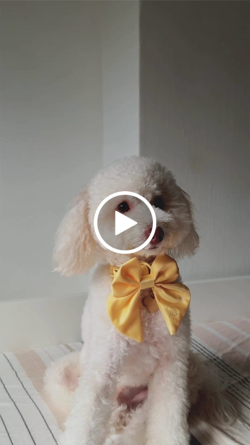 Customer video review of Satin Collar Bow 2.0 - Buttercream