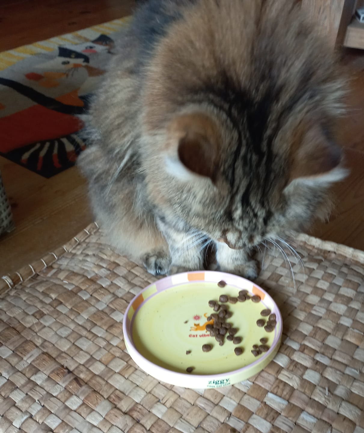 Customer photo review of Assiette - Cat Vibes Only