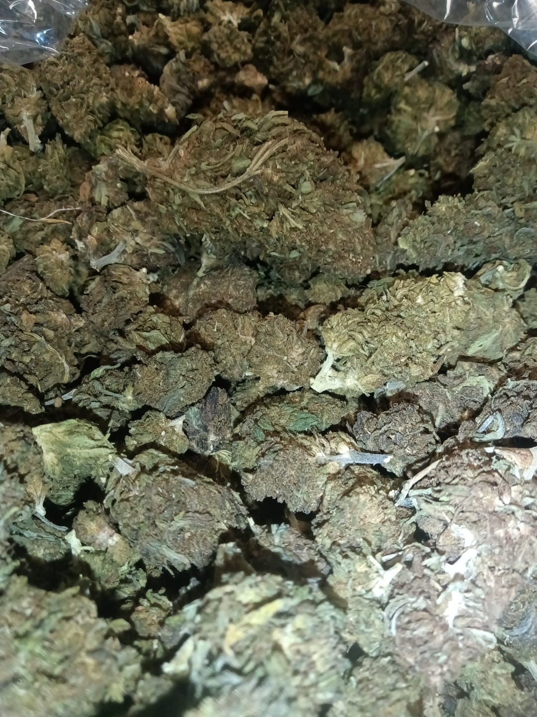 Customer photo review of Butterscotch OG - Bulk - Indica
