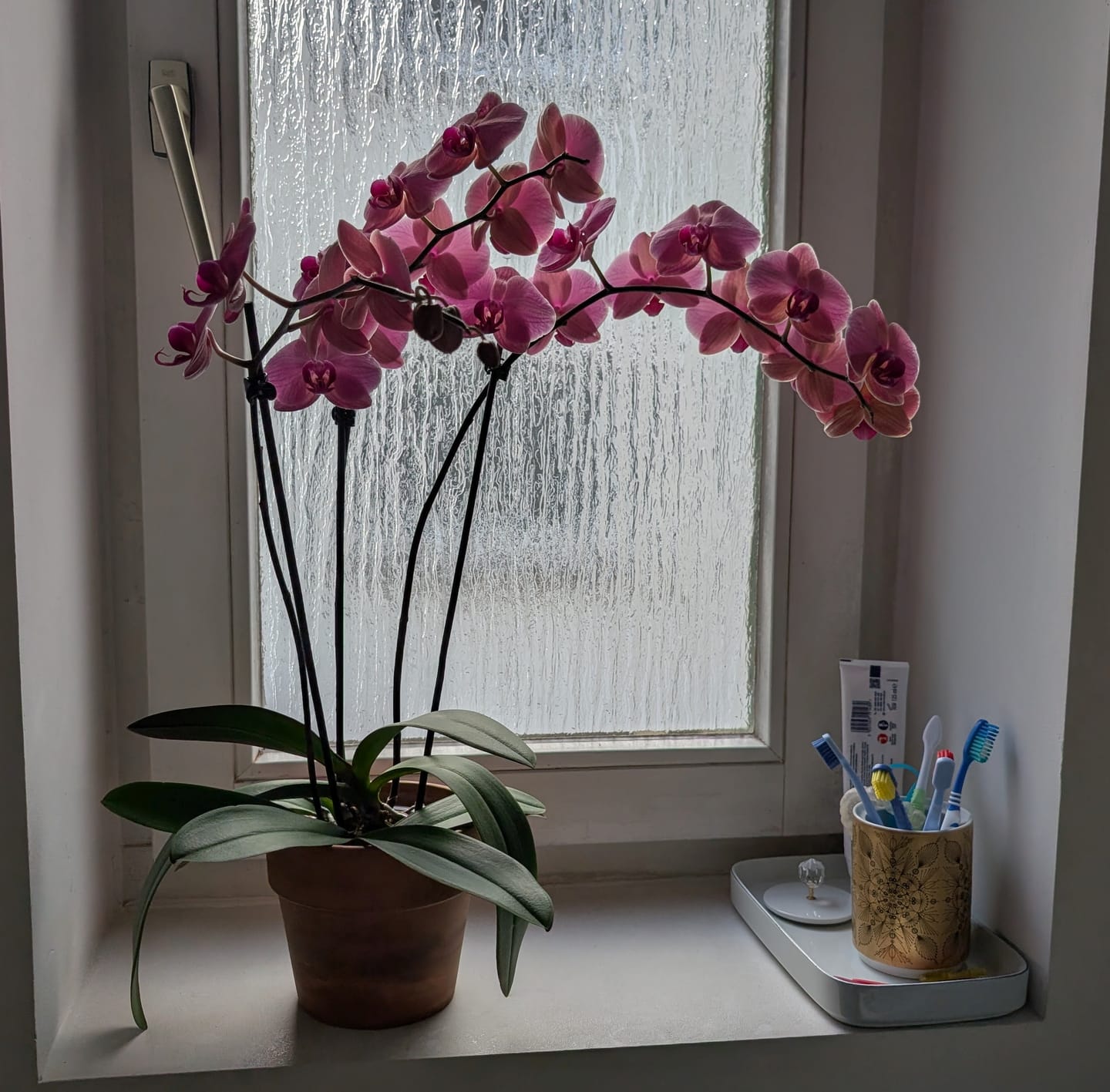 Customer photo review of Große Two of Us Narbonne mit terracottafarbenen Blüten und 3 Rispen