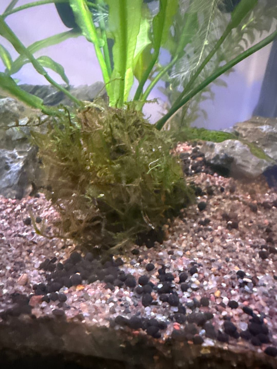 Customer photo review of Java Moss (Golf Ball Size)