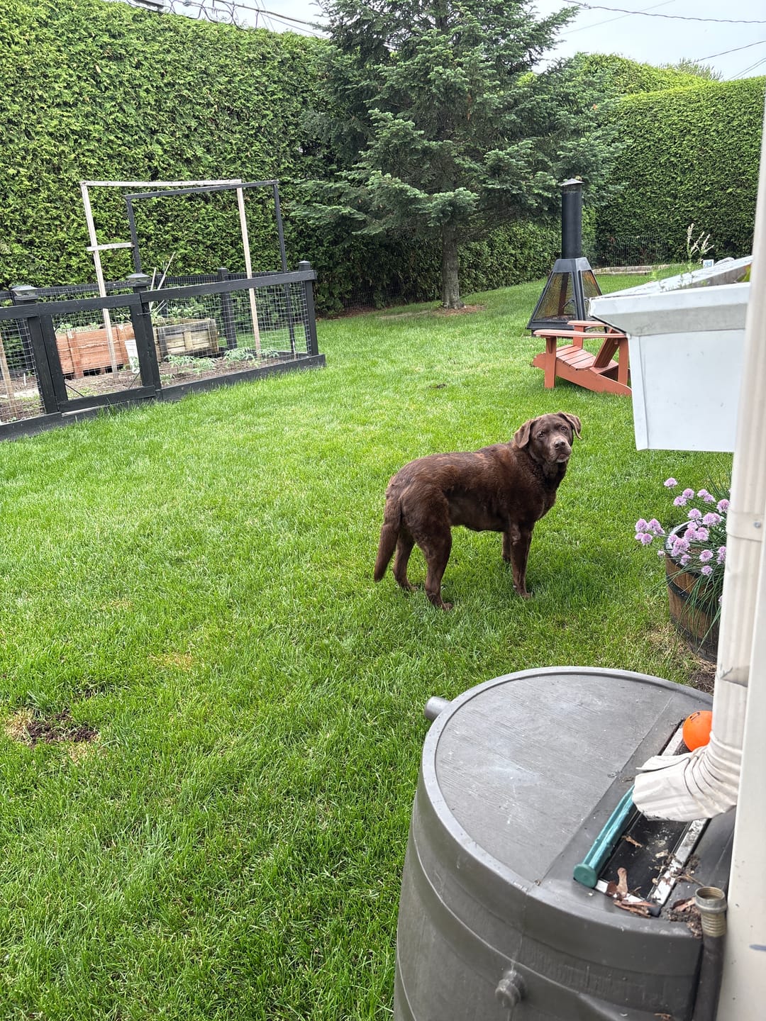 Customer photo review of ARTURO (Articulations) pour chiens et chats