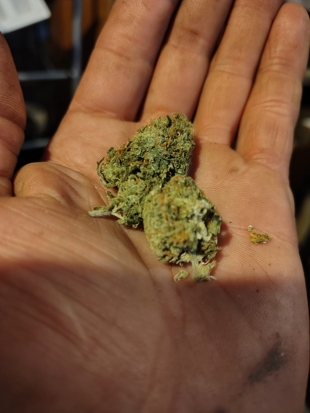 Customer photo review of Jack Herer - Indoor - 4 Grams - Sativa