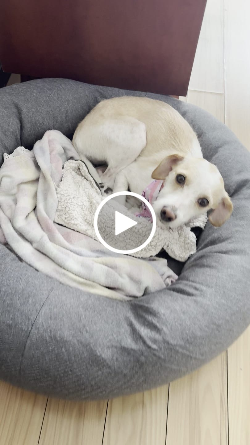 Customer video review of Funda Lino para Cama Antiestrés para Perros