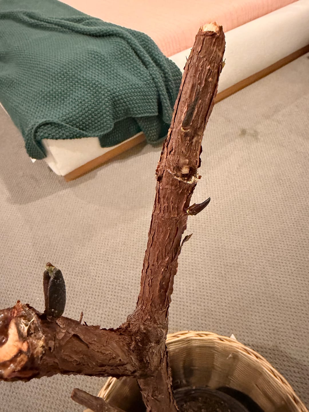 Customer photo review of Plant Food