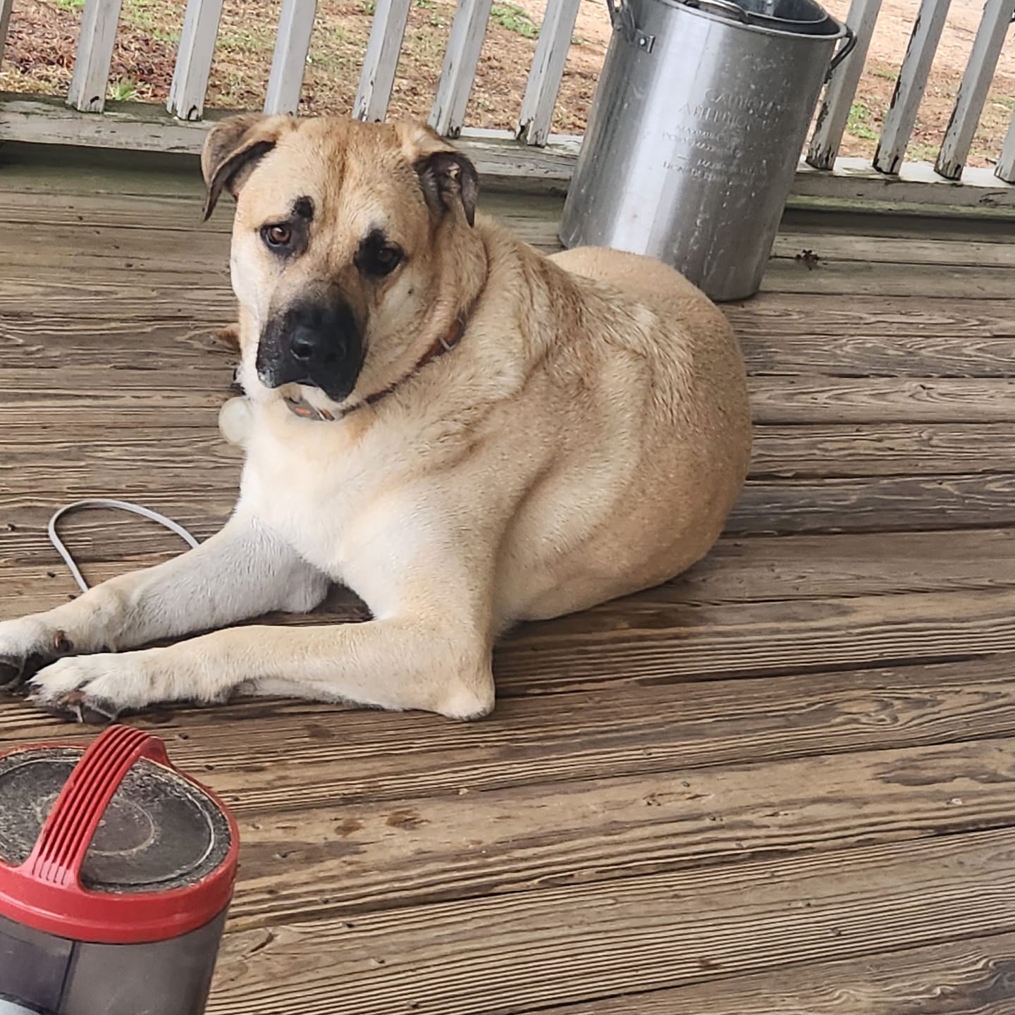 Customer photo review of OptiWize Collagen +Plus Dog and Cat Joint Health Supplement